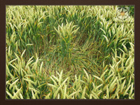 Geometrically Modified Crops!