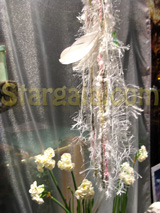 Stargaia.com